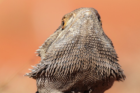 Central Bearded Dragon (Pogona vitticeps)